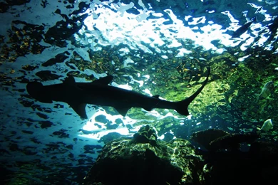 Shark Computer Wallpapers, Desktop Backgrounds