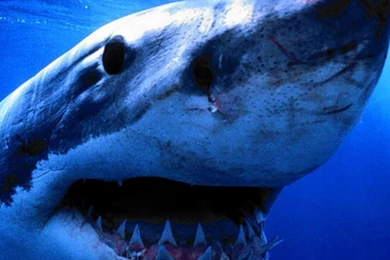 Sharks Wallpapers Page 7: Shark Seals Hdr High Resolution. Light ...