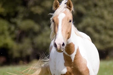 Image   Paint Horse Wallpapers Yvt2.jpg   Howrse Wiki   Wikia