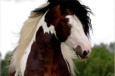 Wild Paint Horse Wallpapers