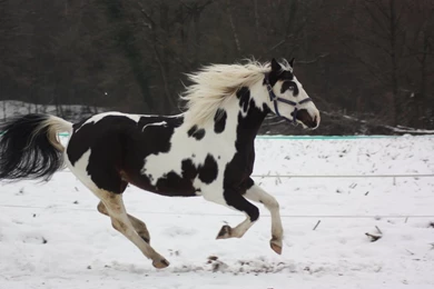 Paint Horses For Sale In Texas