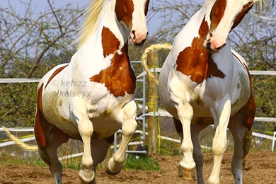 Horse Pictures Images Wallpapers Photos 2013: Paint Horses ...