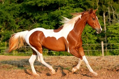 Meet The American Paint Horse: History, Characteristics & Temperament