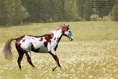 Paint Horse In Meadow 2 By DutchGlow On DeviantArt