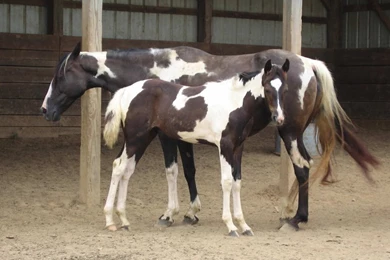 Animals Horses Painted Horses – Animals Horses HD Desktop Wallpapers