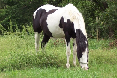 Paint Horse Wallpapers HD FREE   Android Apps On Google Play