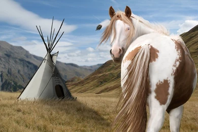 All About The American Paint Horse Association