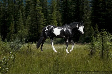 Paint Horse In Meadow By DutchGlow On DeviantArt