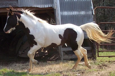 Paint Horse World   (