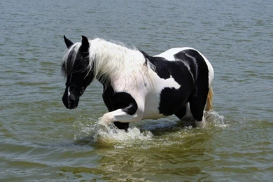 Awesome Running Horses Wallpapers For Desktop   Zibrato