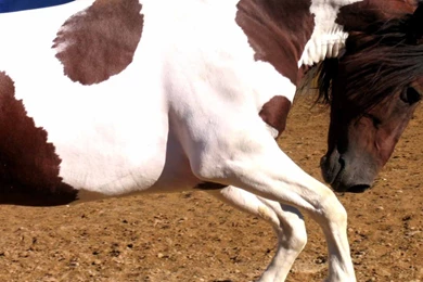 Horses Wallpapers Page 111: Horse Snow Birds Alpine Nightsky ...