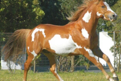 Horse Desktop Wallpapers In HD For Free