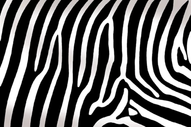 Artistic Zebra Print Of