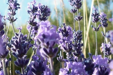 Download Flower Wallpapers 1080p