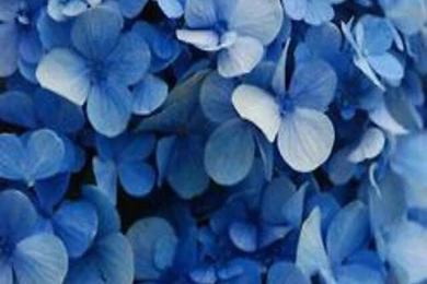 Flower Wallpaper, Tumblr Wallpaper, Wallpaper, Blue Wallpapers ...