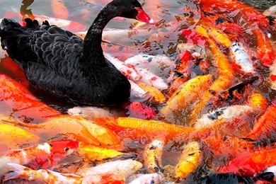 koi fish wallpapers koi fish desktop backgrounds desktop background fish backgrounds
