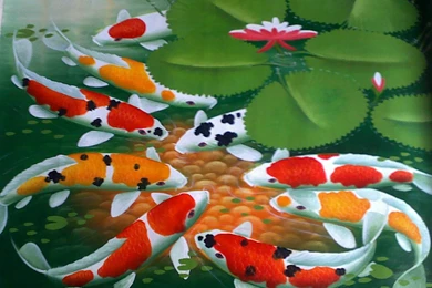 Koi Fish Wallpapers