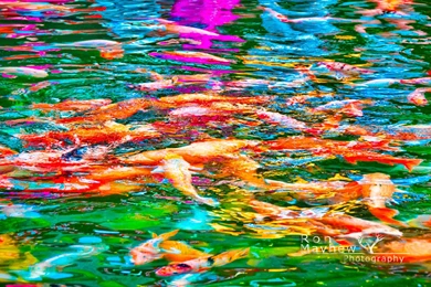 Backgrounds Koi Wallpapers 1920x1080. Download Koi Fish 3d Wallpapers ...