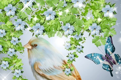 Wallpapers Senery Beautiful Birds Hd Nature Blue Is Bird Butterfly ...