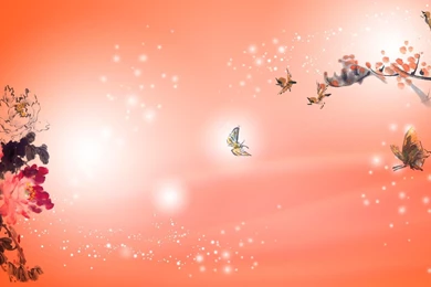 Wallpapers Birds And Butterflies   Widescreen HD Wallpapers