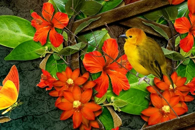 Wallpapers Birds And Butterflies   Widescreen HD Wallpapers