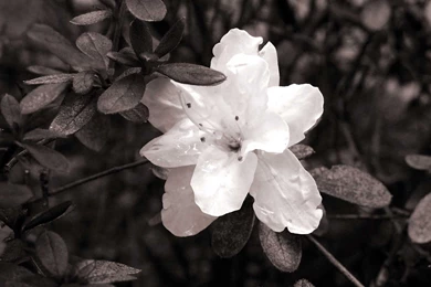 Black And White Floral Computer Wallpapers, Desktop Backgrounds ...