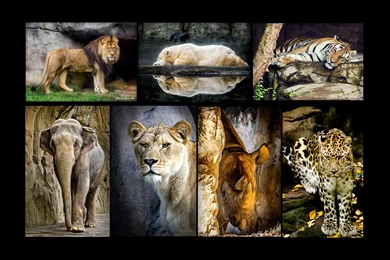 My Computer's Wallpapers