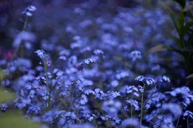 iMac 21.5" Wallpapers Page 118: Pink Flower Flowers Bokeh Petals ...