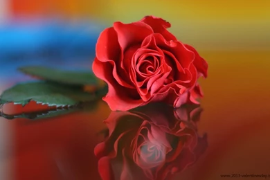 New Latest Happy Rose Day 2013 HD Wallpapers