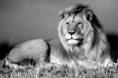 Lion Black And White Wallpapers HD 3113   HD Wallpapers Site