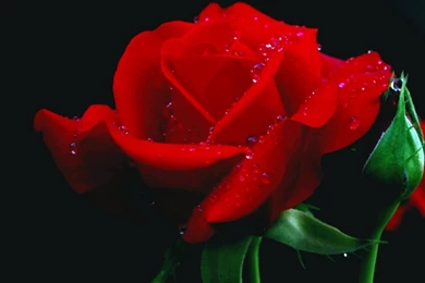 Red Chinese Rose Flower Hd Wallpapers 7_960x600.jpg