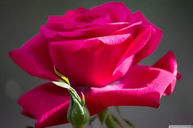 Red_rose_8_HD_wallpaper_20131920x1080.jpg