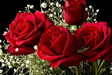 1280x720 Wallpapers Page 177: Bouquet Red Roses Flowers Desktop ...