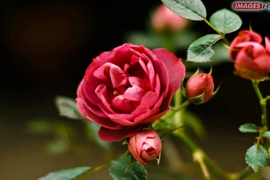 HD Flower Wallpapers And Vectors   Images HD