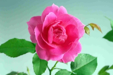 Chinese Flower Wallpapers