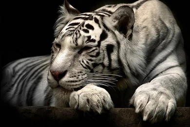 HD Sleeping White Tiger Wallpapers Full Size   HiReWallpapers 6892