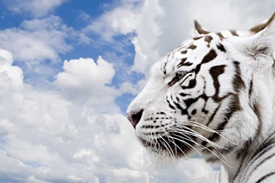 Hd white tiger hd wallpapers