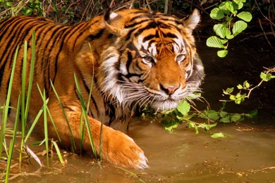 Hunting Tiger Wallpapers : HD Wallpaper, Backgrounds Wallpapers
