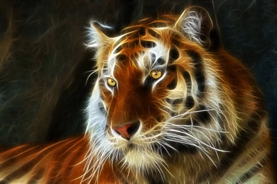 Tiger 3D HD Backgrounds Wallpapers 6591   Amazing Wallpaperz