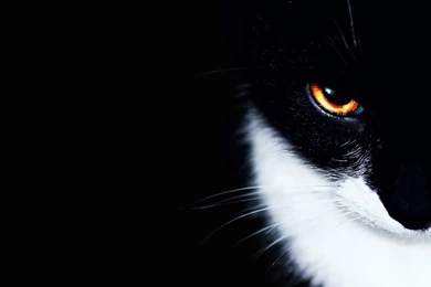 Animals,cats Cats Animals Orange Eyes 1920x1200 Wallpapers – Sun ...