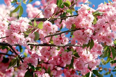 Colorful Flowers Images