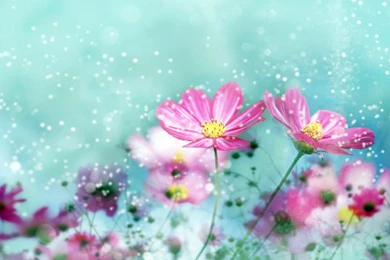 Colorful Flowers Wallpapers 2   Crazy Frankenstein