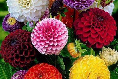 63 Attractive And Colorful Flowers Wallpapers