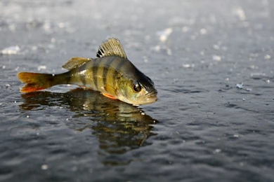 FISHING Fish Sport Water Fishes Winter Ice Lake Wallpapers ...