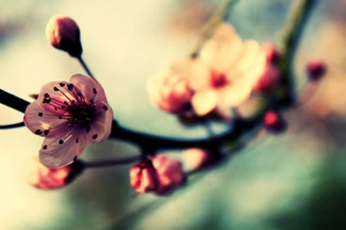 Cherry Blossom In Spring Mac Wallpapers Download