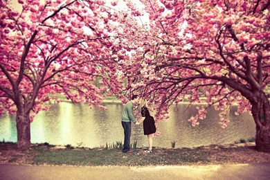 11655) Cherry Blossom Tree Awesome Wallpapers   WalOps.com
