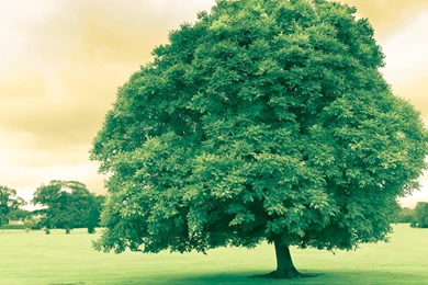 Cool Tree >> HD Wallpaper, Get It Now!