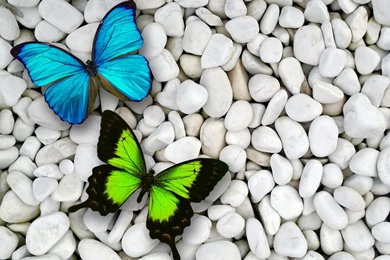 Wallpapers Butterfly