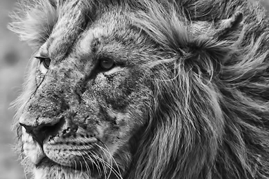 Lion The King   Best iPhone 5s Wallpapers