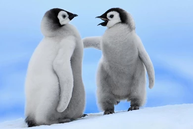Baby Penguin Wallpapers